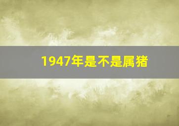 1947年是不是属猪