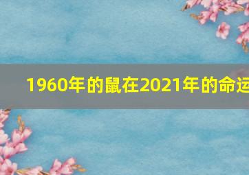 1960年的鼠在2021年的命运