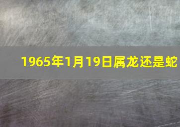 1965年1月19日属龙还是蛇