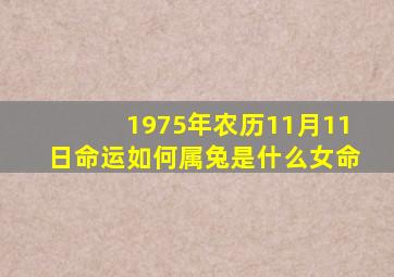 1975年农历11月11日命运如何属兔是什么女命