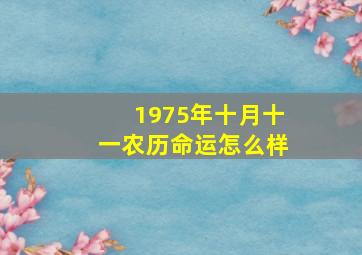 1975年十月十一农历命运怎么样