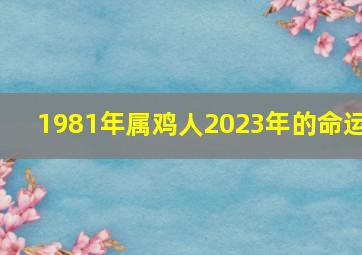 1981年属鸡人2023年的命运