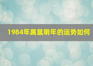 1984年属鼠明年的运势如何