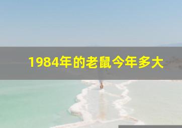 1984年的老鼠今年多大