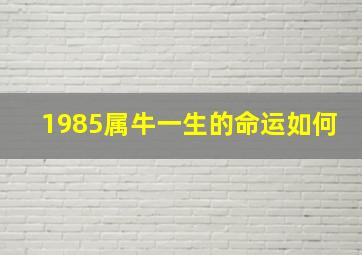 1985属牛一生的命运如何