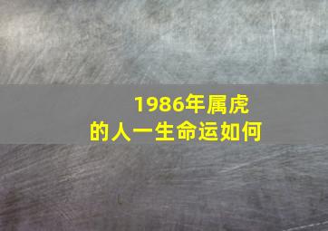 1986年属虎的人一生命运如何