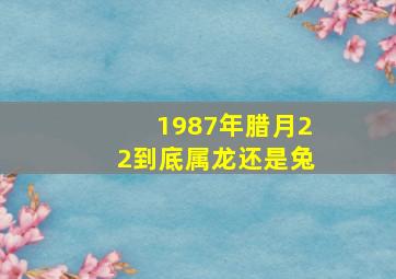 1987年腊月22到底属龙还是兔