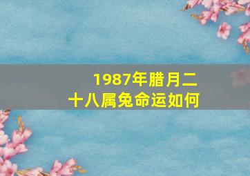 1987年腊月二十八属兔命运如何