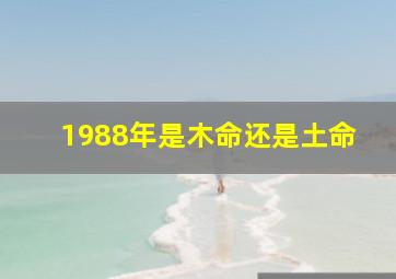 1988年是木命还是土命