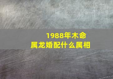 1988年木命属龙婚配什么属相