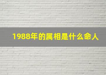 1988年的属相是什么命人