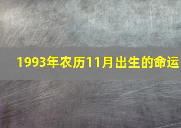 1993年农历11月出生的命运