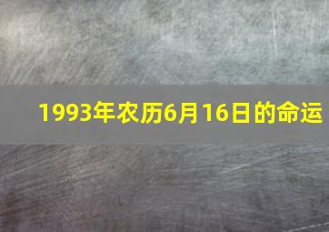 1993年农历6月16日的命运