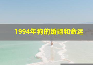 1994年狗的婚姻和命运