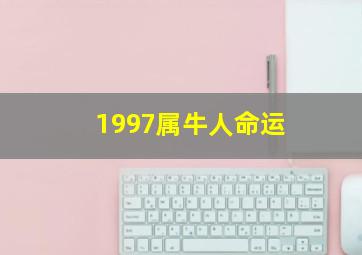 1997属牛人命运