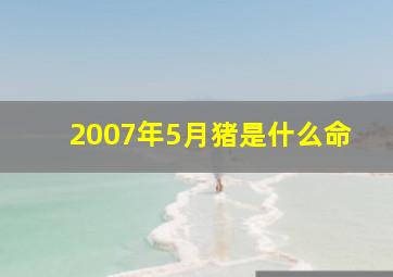 2007年5月猪是什么命