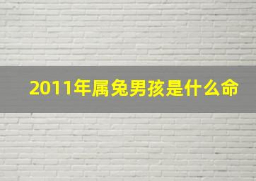 2011年属兔男孩是什么命