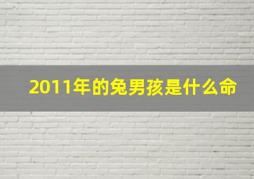 2011年的兔男孩是什么命