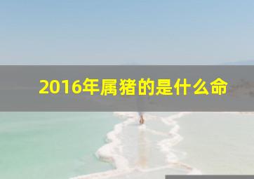 2016年属猪的是什么命