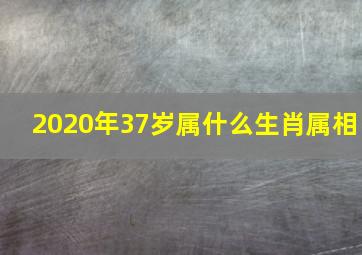 2020年37岁属什么生肖属相