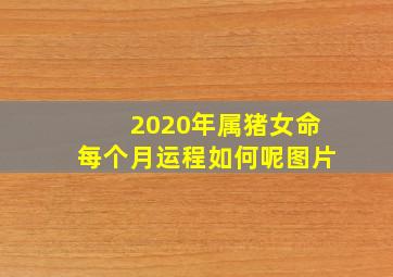 2020年属猪女命每个月运程如何呢图片