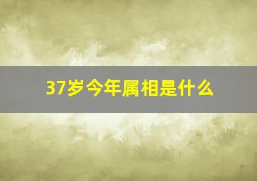 37岁今年属相是什么