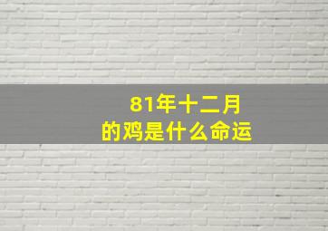 81年十二月的鸡是什么命运