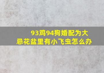 93鸡94狗婚配为大忌花盆里有小飞虫怎么办