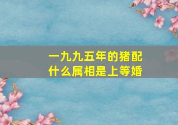 一九九五年的猪配什么属相是上等婚