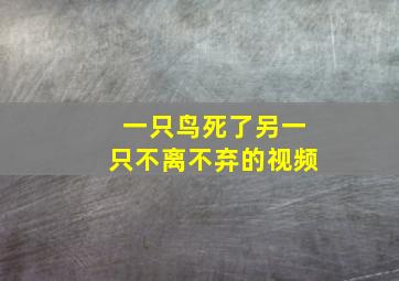 一只鸟死了另一只不离不弃的视频