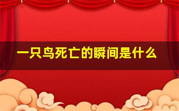 一只鸟死亡的瞬间是什么