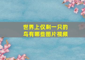 世界上仅剩一只的鸟有哪些图片视频