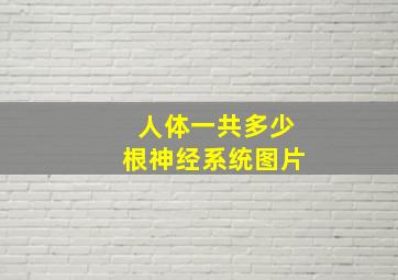 人体一共多少根神经系统图片