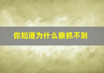 你知道为什么狼抓不到