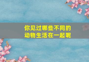 你见过哪些不同的动物生活在一起呢