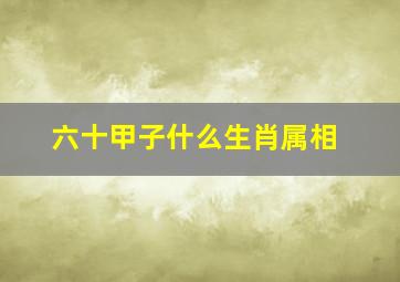 六十甲子什么生肖属相