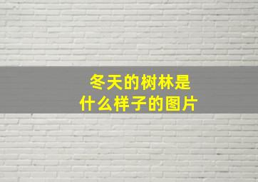 冬天的树林是什么样子的图片