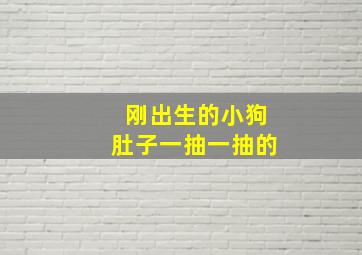 刚出生的小狗肚子一抽一抽的