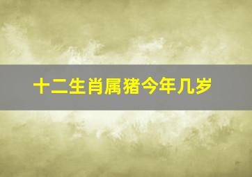 十二生肖属猪今年几岁