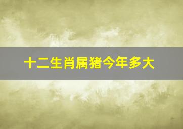 十二生肖属猪今年多大