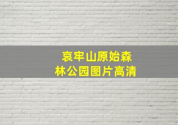 哀牢山原始森林公园图片高清