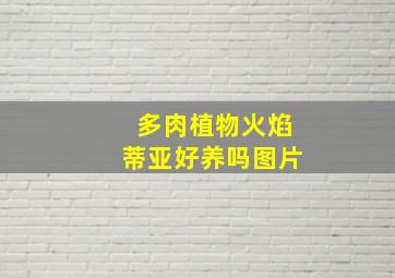 多肉植物火焰蒂亚好养吗图片