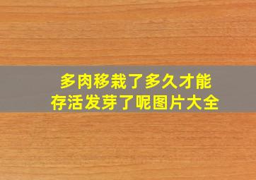 多肉移栽了多久才能存活发芽了呢图片大全