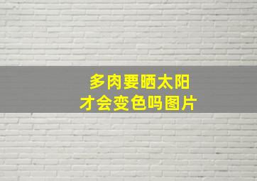 多肉要晒太阳才会变色吗图片