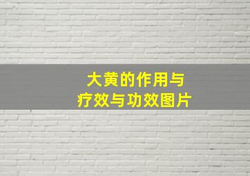 大黄的作用与疗效与功效图片