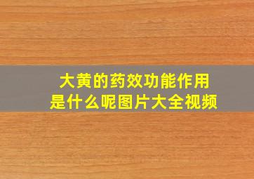 大黄的药效功能作用是什么呢图片大全视频