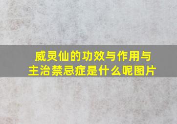 威灵仙的功效与作用与主治禁忌症是什么呢图片