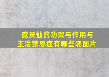 威灵仙的功效与作用与主治禁忌症有哪些呢图片