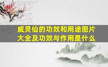 威灵仙的功效和用途图片大全及功效与作用是什么