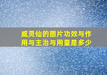 威灵仙的图片功效与作用与主治与用量是多少